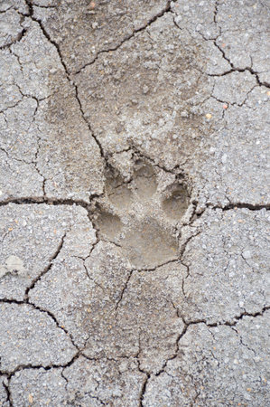 Dog footprint on the groundの写真素材