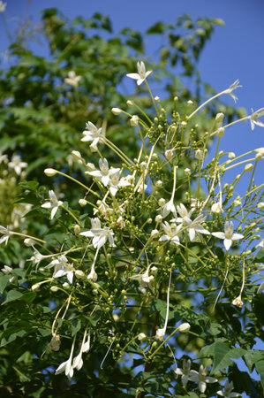 Indian cork flower in garden , Millingtonia hortensis Linnの写真素材
