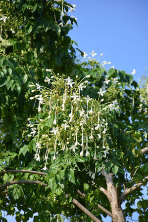 Indian cork tree in garden , Millingtonia hortensis Linnの写真素材
