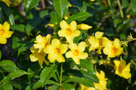yellow allamanda flower in garden