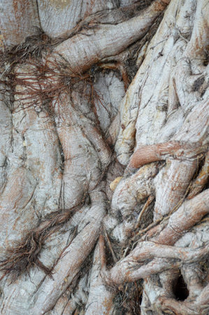 dry bark bodhi tree textureの写真素材