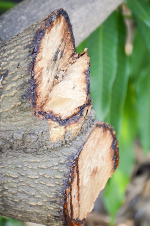 dry wood branch cuttingの写真素材