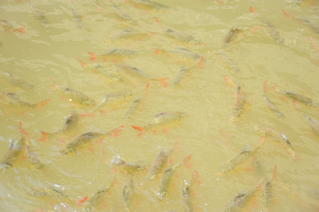 Small fish in the clear lake of national parkの写真素材