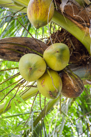 coconut tree in garden , Cocos nuciferaの写真素材
