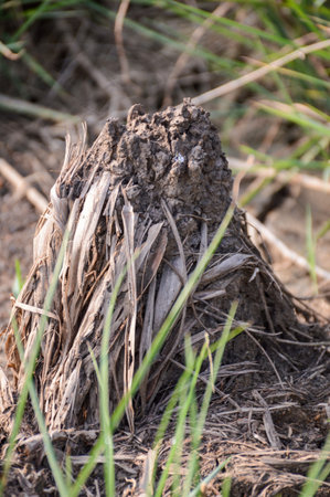 dry anthill in gardenの写真素材