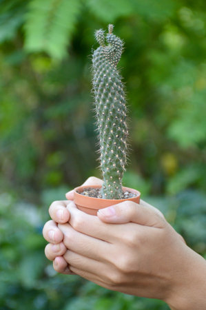 green cactus tree on girl handの写真素材