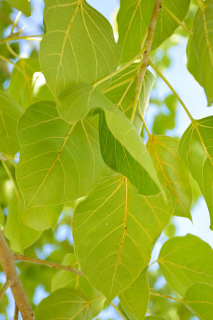 Ficus religiosa leaves in garden