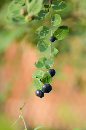 close up verginia creeper seeds - Parthenocissus quinquefolia