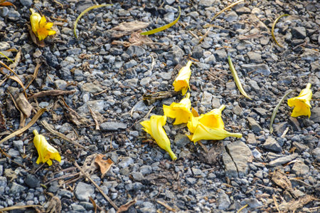 oleander flower fall on the groundの写真素材