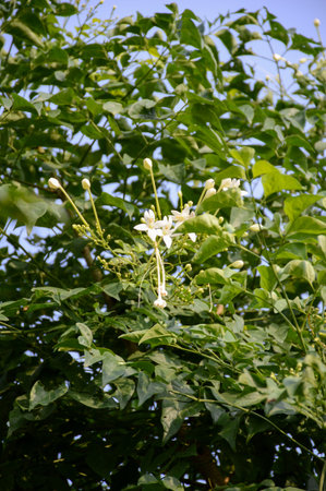 Indian cork flower in garden , Millingtonia hortensis Linnの写真素材