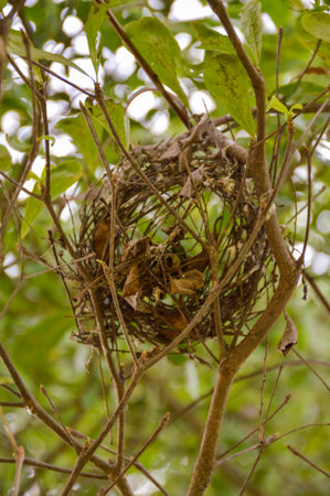 bird nest on branch treeの写真素材