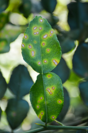green Kaffir lime leaves in garden, citrus hystrix DC.の写真素材