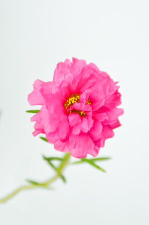 pink pusley flower on white background  , portulaca oleraceaの写真素材