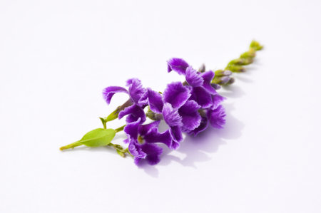 purple Pigeon berry flower on white paper , duranta repens L.