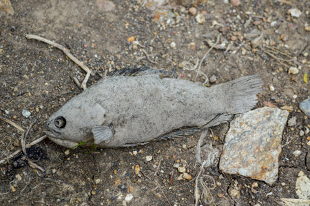 dry fish on the ground
