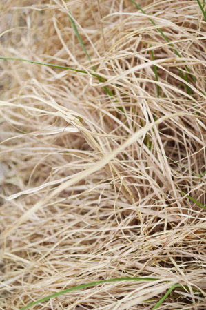 Dry grass in springの写真素材