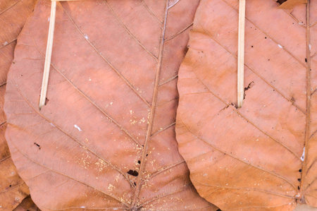 dry Bengal almond leavesの写真素材