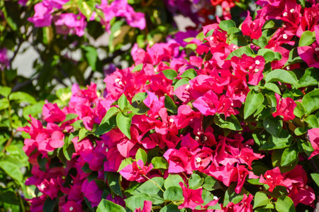 pink Bougainvillea flower in garden
