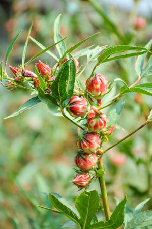 red roselle flower in nature gardenの写真素材