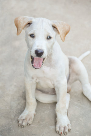 cute white dog on cement floorの写真素材