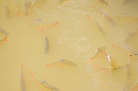Small fish in the clear lake of national park