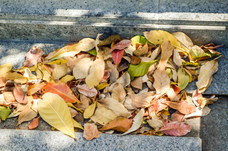 dry leaves on cement floorの写真素材
