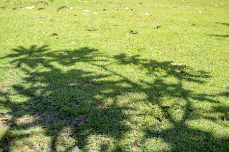 shadow tree on green grassの写真素材
