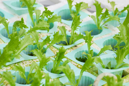 Hydroponics vegetableの写真素材