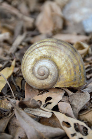 Channeled applesnail on the ground - Pomacea canaliculata