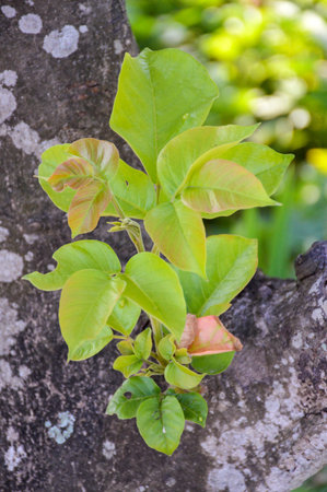 green Sandoricum koetjape leaves