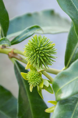 green bud allamanda flower in gardenの写真素材
