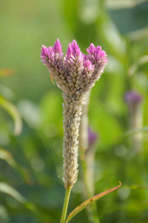 Thai Cockscomb flower in nature garden