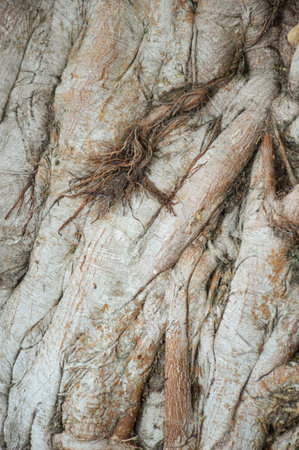 dry bark bodhi tree texture