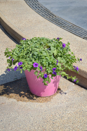 purple petunia flower in nature gardenの写真素材