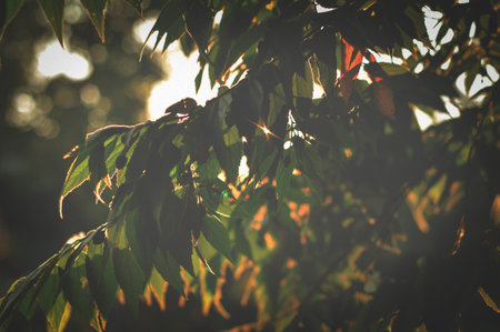 green muntingia calabura leavesの写真素材