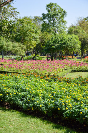 marigold flower in nature gardenの写真素材