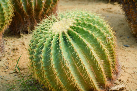 green cactus tree in nature gardenの写真素材