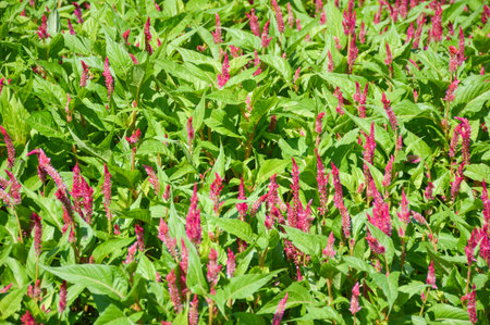 Thai Cockscomb flower in nature gardenの写真素材