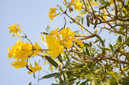 Tabebuia aurea flower in nature garden