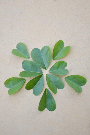 green heart leaves on wood floor