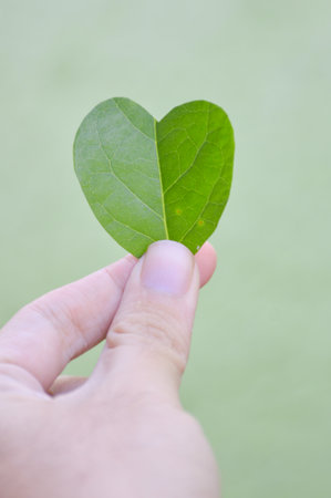 heart leaves on man handの写真素材