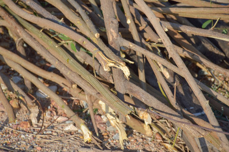 deforested cut tree wood in forest