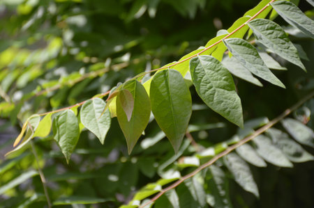fresh greem star gooseberry leaves in nature garden