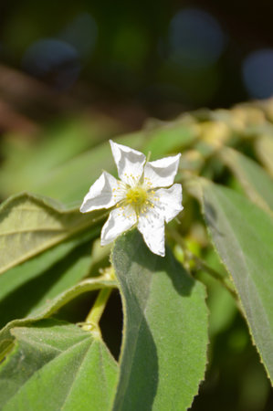 Muntingia calabura flower in nature gardenの写真素材