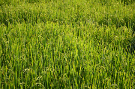 green rice tree in country Thailandの写真素材