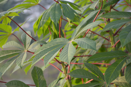 green cassava leaves in nature gardenの写真素材