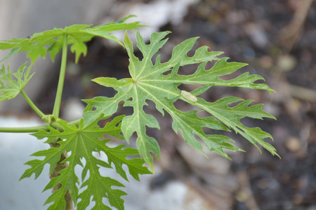 close up fresh green papaya leavesの写真素材