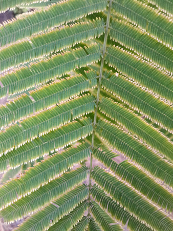 green climbing wattle leaves in vegetable gardenの写真素材