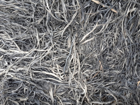 ash on the groundの写真素材