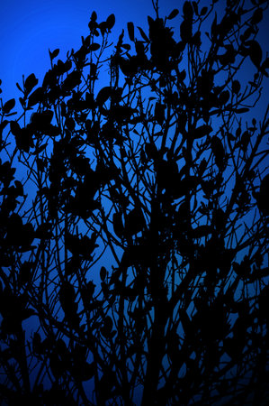 silhouette branch tree on blue background